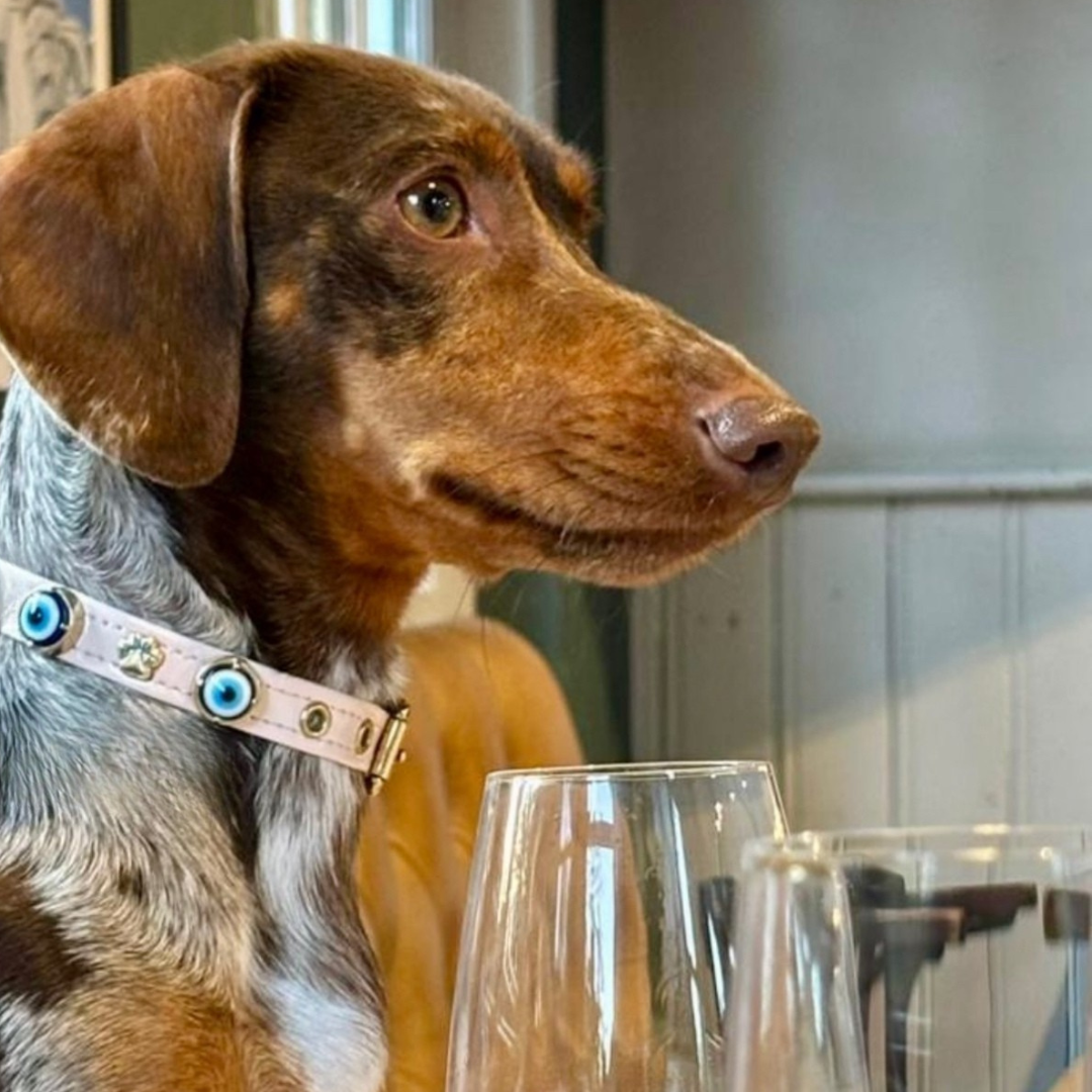 MAUVAIS Nazar Boncuklu Köpek Tasması 🧿 | Toz Pembe