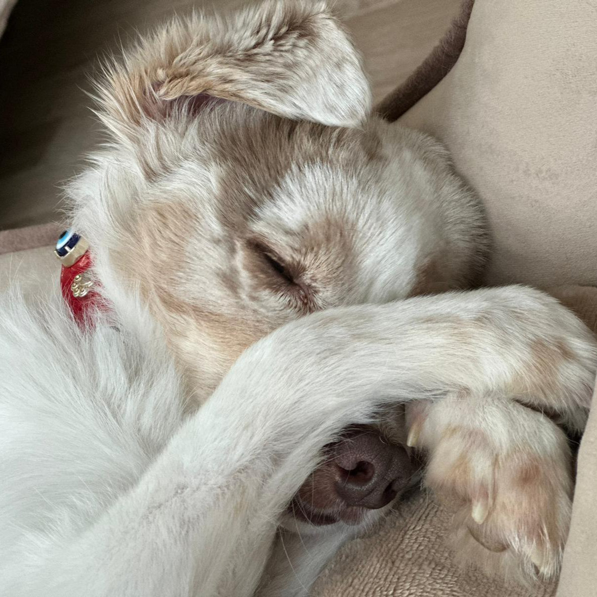 MAUVAIS Nazar Boncuklu Kırmızı Köpek Tasması 🧿