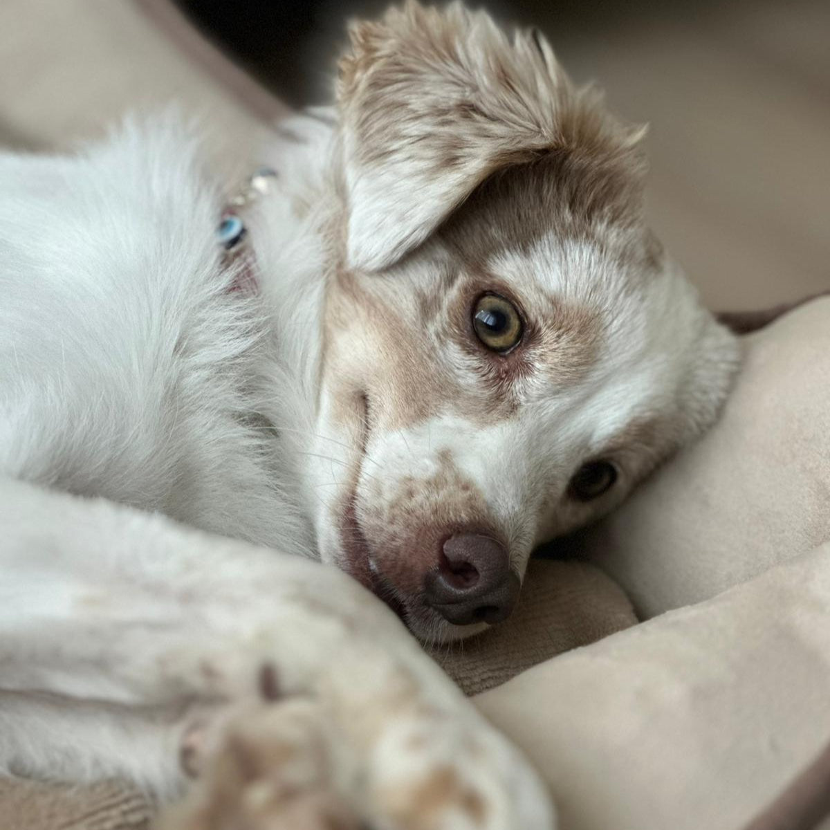 MAUVAIS Nazar Boncuklu Kırmızı Köpek Tasması 🧿
