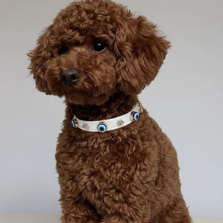 MAUVAIS Nazar Boncuklu Beyaz Köpek Tasması 🧿