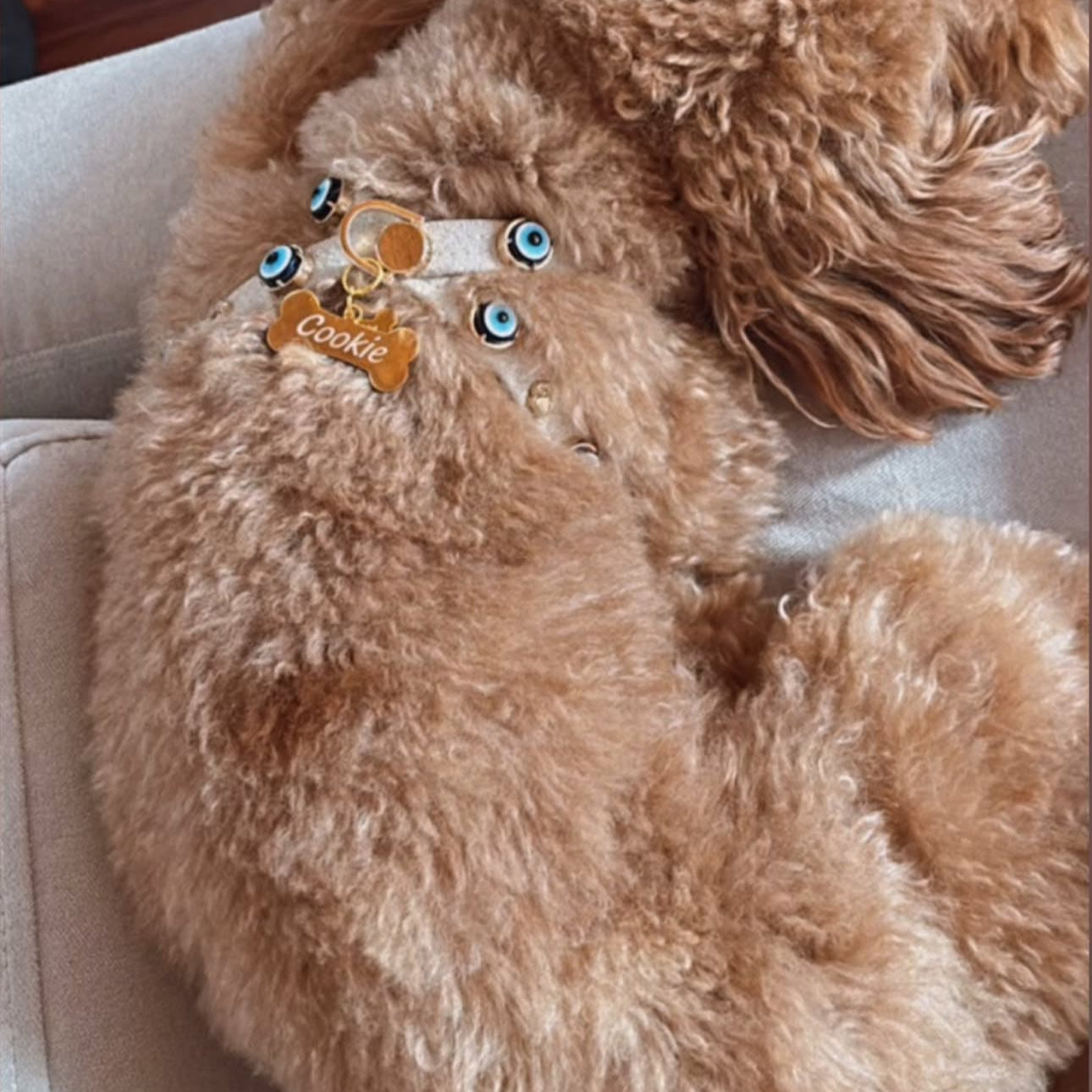 MAUVAIS Nazar Boncuklu Kum Süet Köpek Göğüs Tasması 🧿