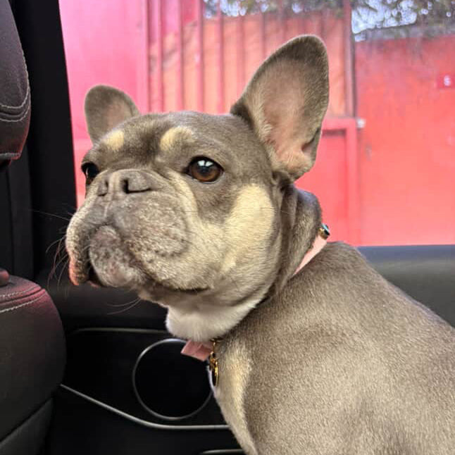 MAUVAIS Nazar Boncuklu Süet Köpek Tasması | Pembe 🧿