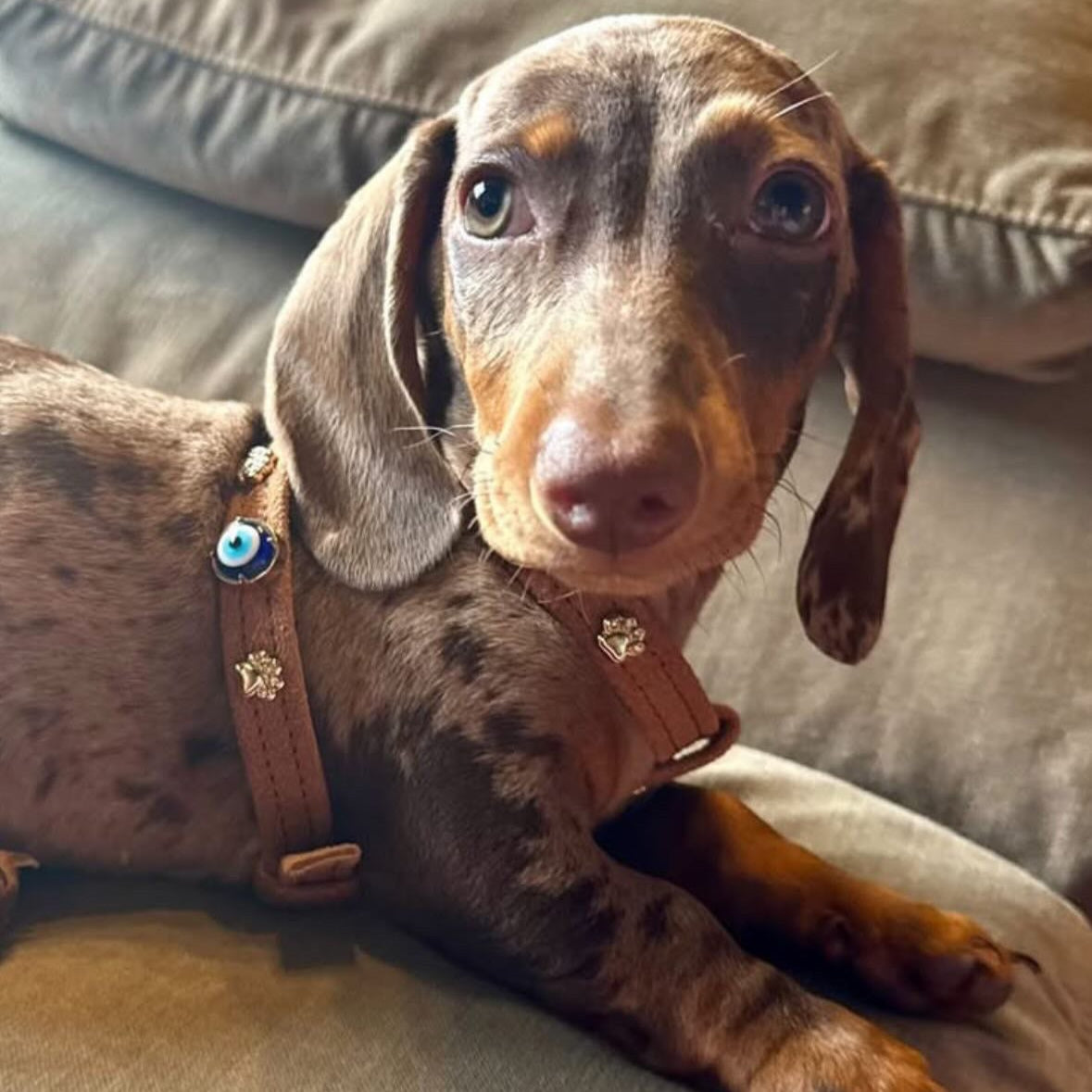 MAUVAIS Nazar Boncuklu Süet Köpek Göğüs Tasması 🧿