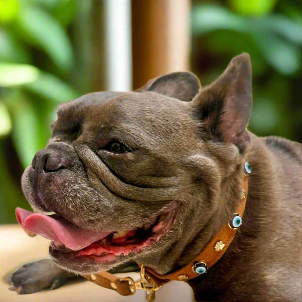 MAUVAIS Nazar Boncuklu Süet Köpek Tasması | Kahve 🧿