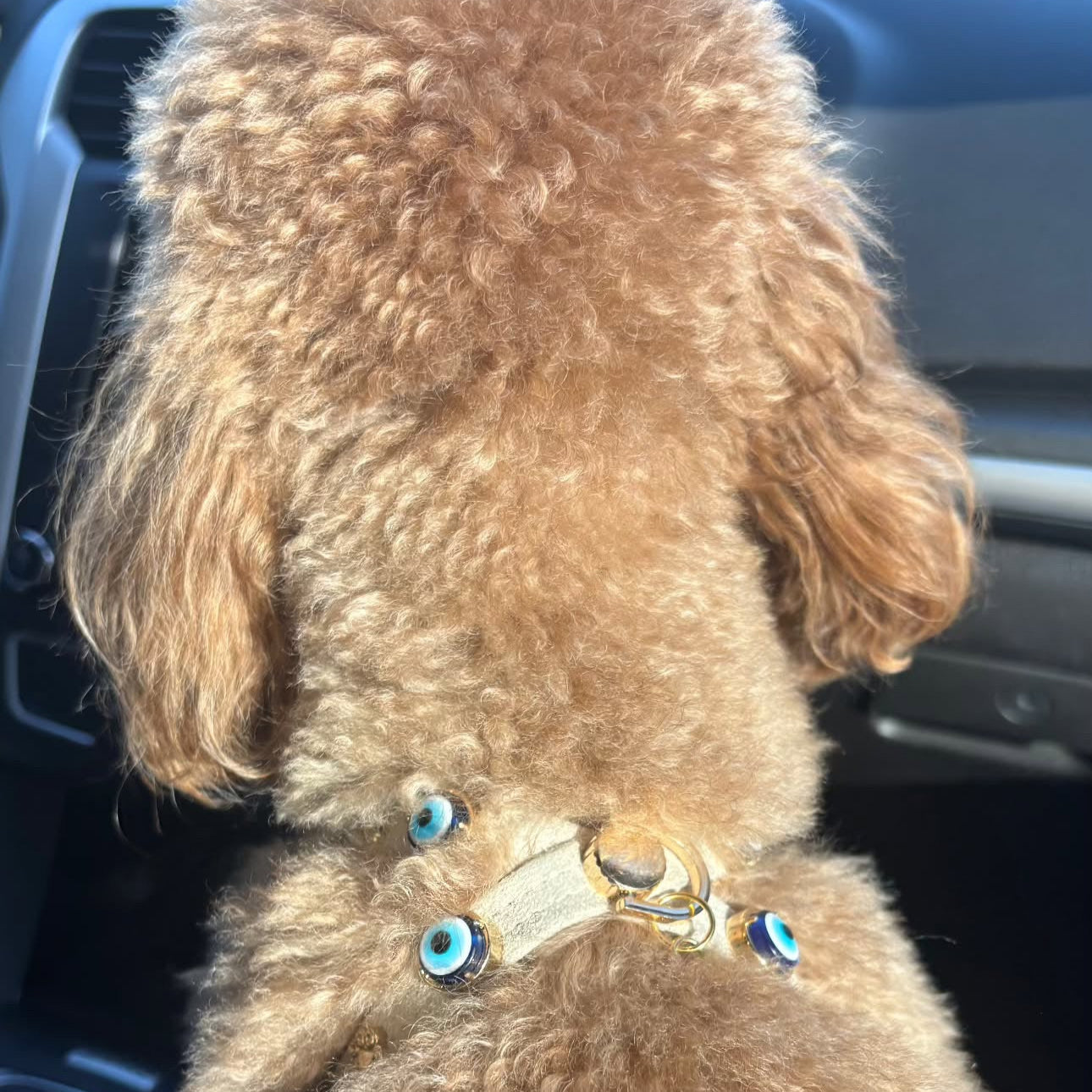 MAUVAIS Nazar Boncuklu Kum Süet Köpek Göğüs Tasması 🧿