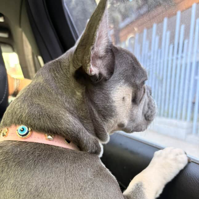 MAUVAIS Nazar Boncuklu Süet Köpek Tasması | Pembe 🧿