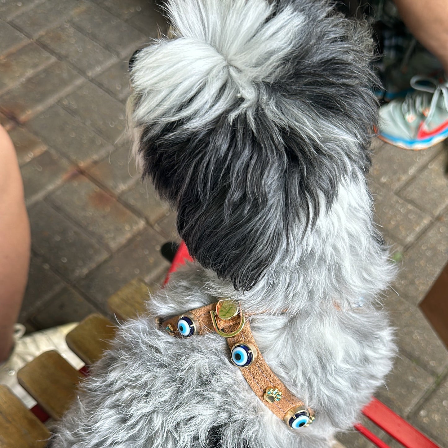 MAUVAIS Nazar Boncuklu Süet Köpek Göğüs Tasması 🧿