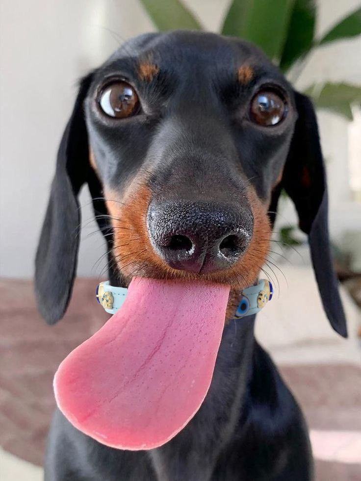 MAUVAIS Nazar Boncuklu Bebek Mavisi Köpek Tasması 🧿.