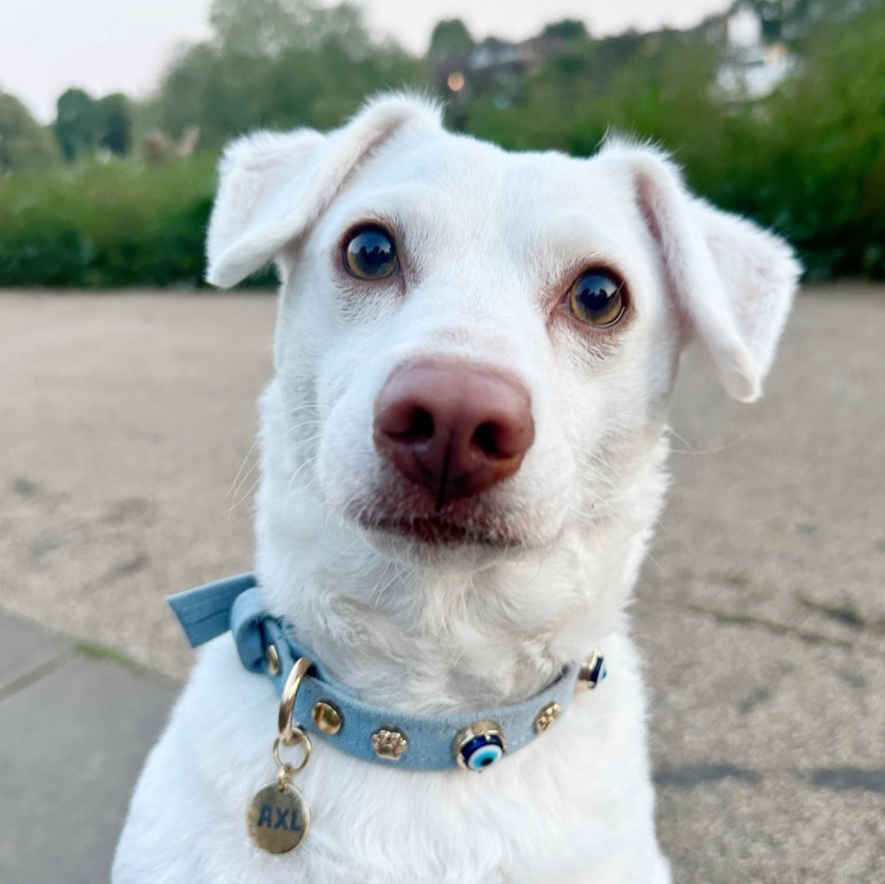 MAUVAIS Nazar Boncuklu Süet Köpek Tasması | Mavi 🧿