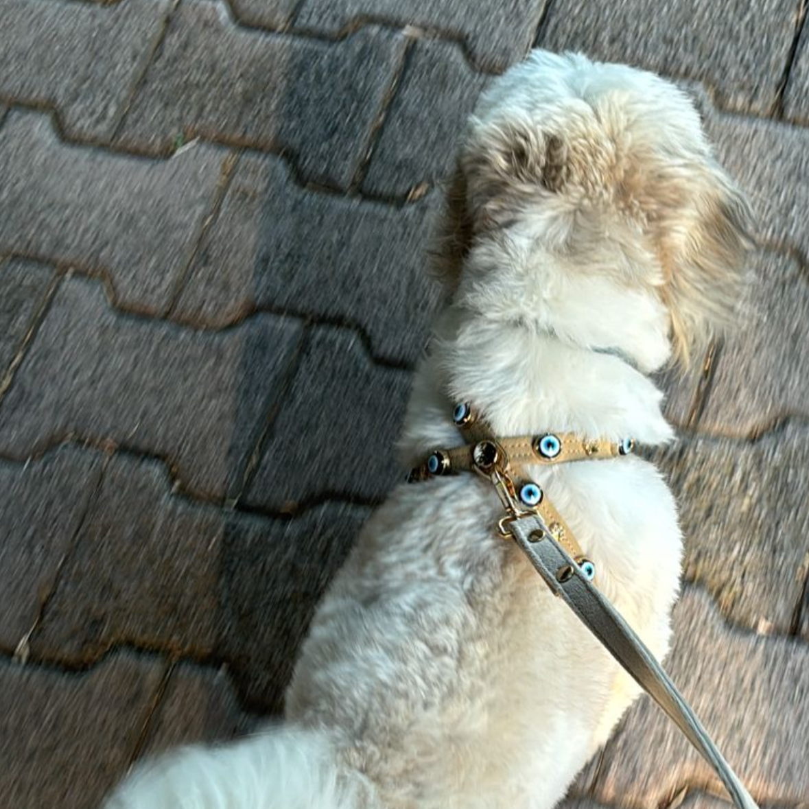 MAUVAIS Nazar Boncuklu Kum Süet Köpek Göğüs Tasması 🧿