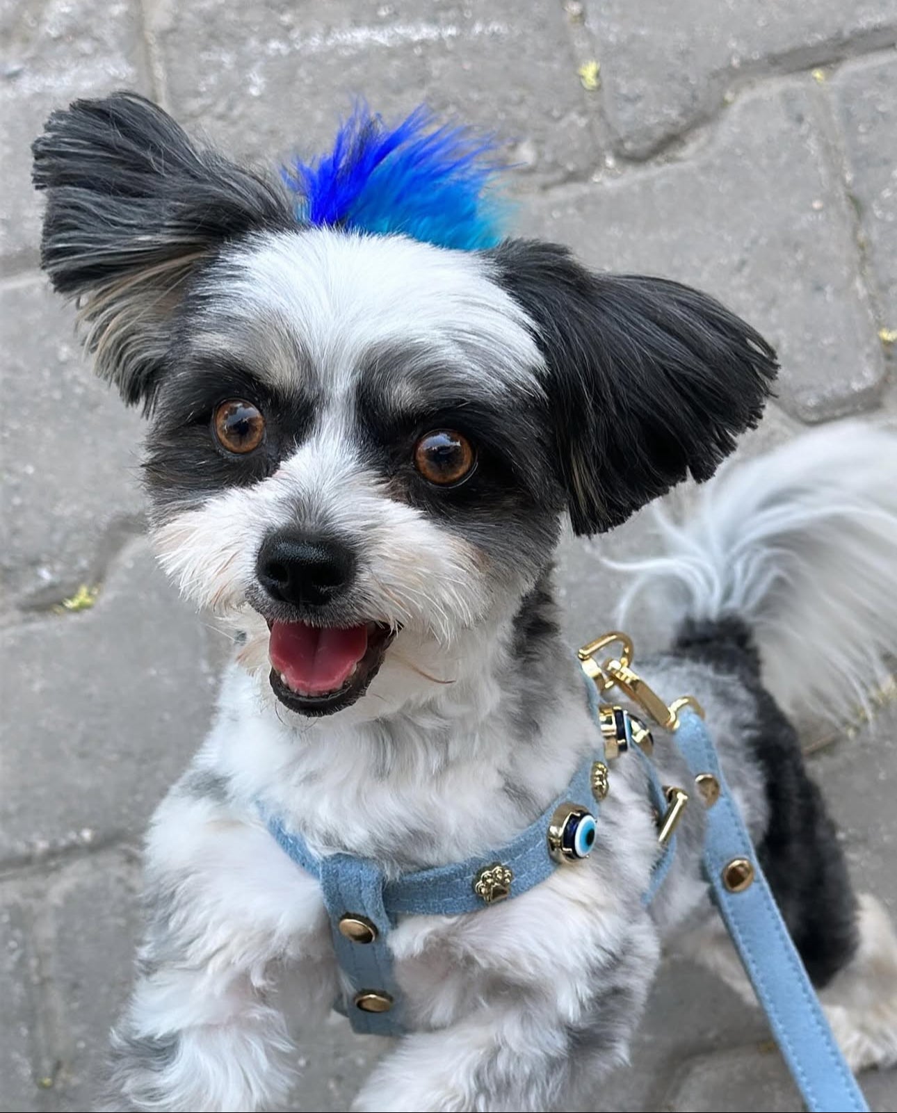 MAUVAIS Nazar Boncuklu Azure Süet Köpek Göğüs Tasması 🧿