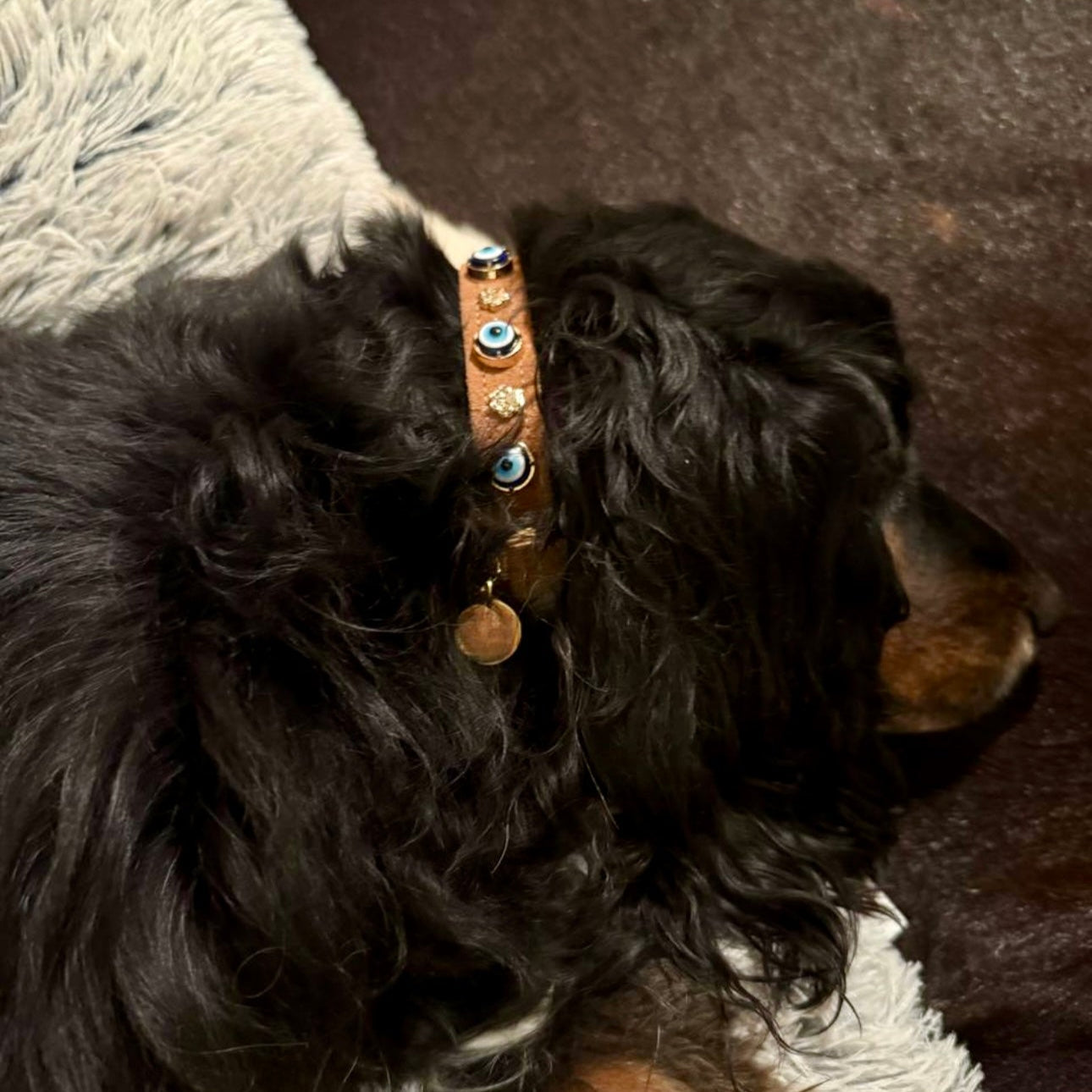 Süet Nazar Boncuklu Köpek Boyun Tasması 🧿 | Tarçın