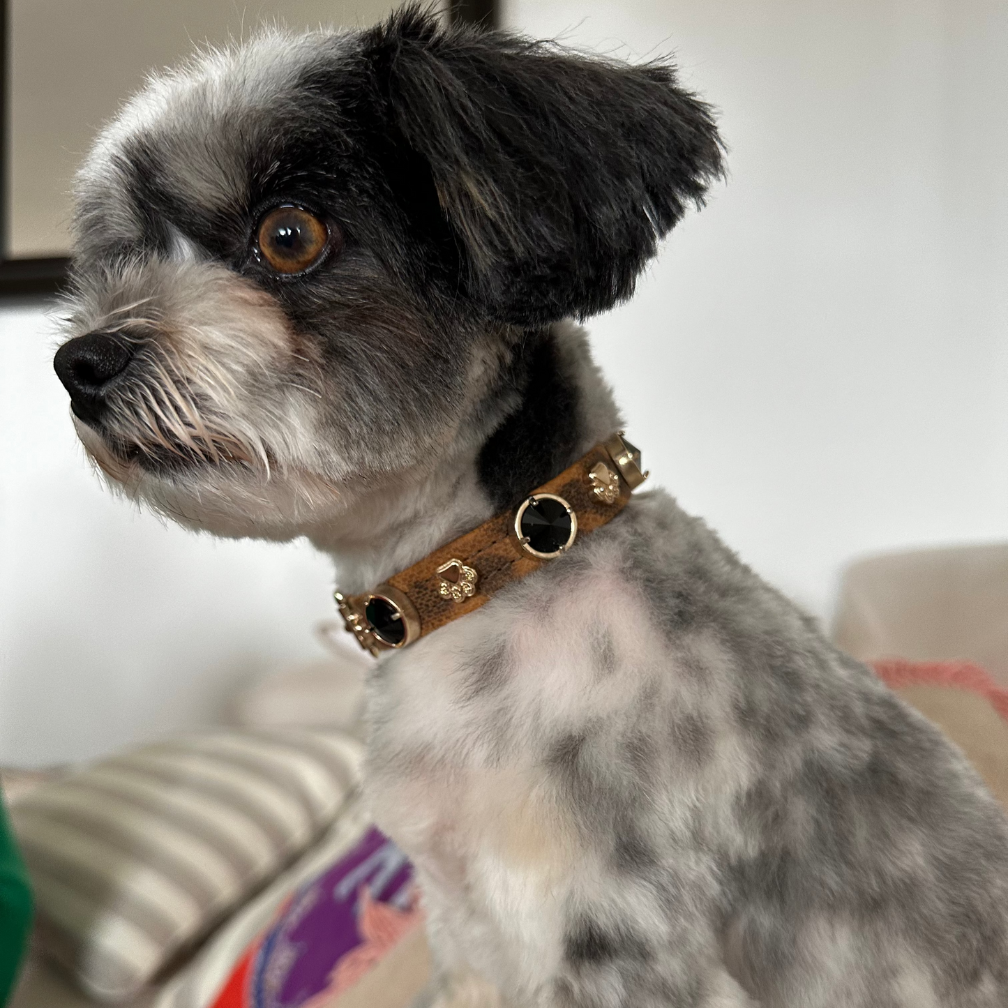 Leopard Swarovski Köpek Tasması 🐆