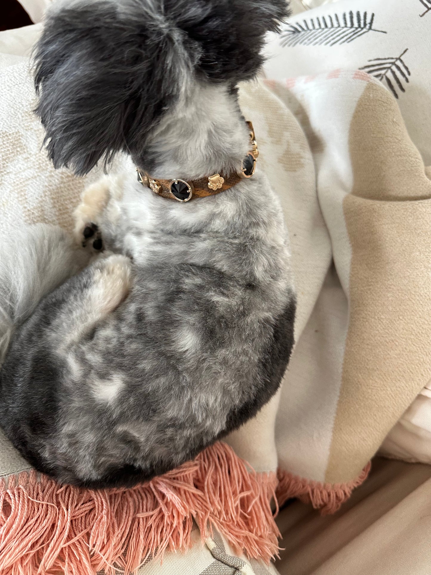 Leopard Swarovski Köpek Tasması 🐆