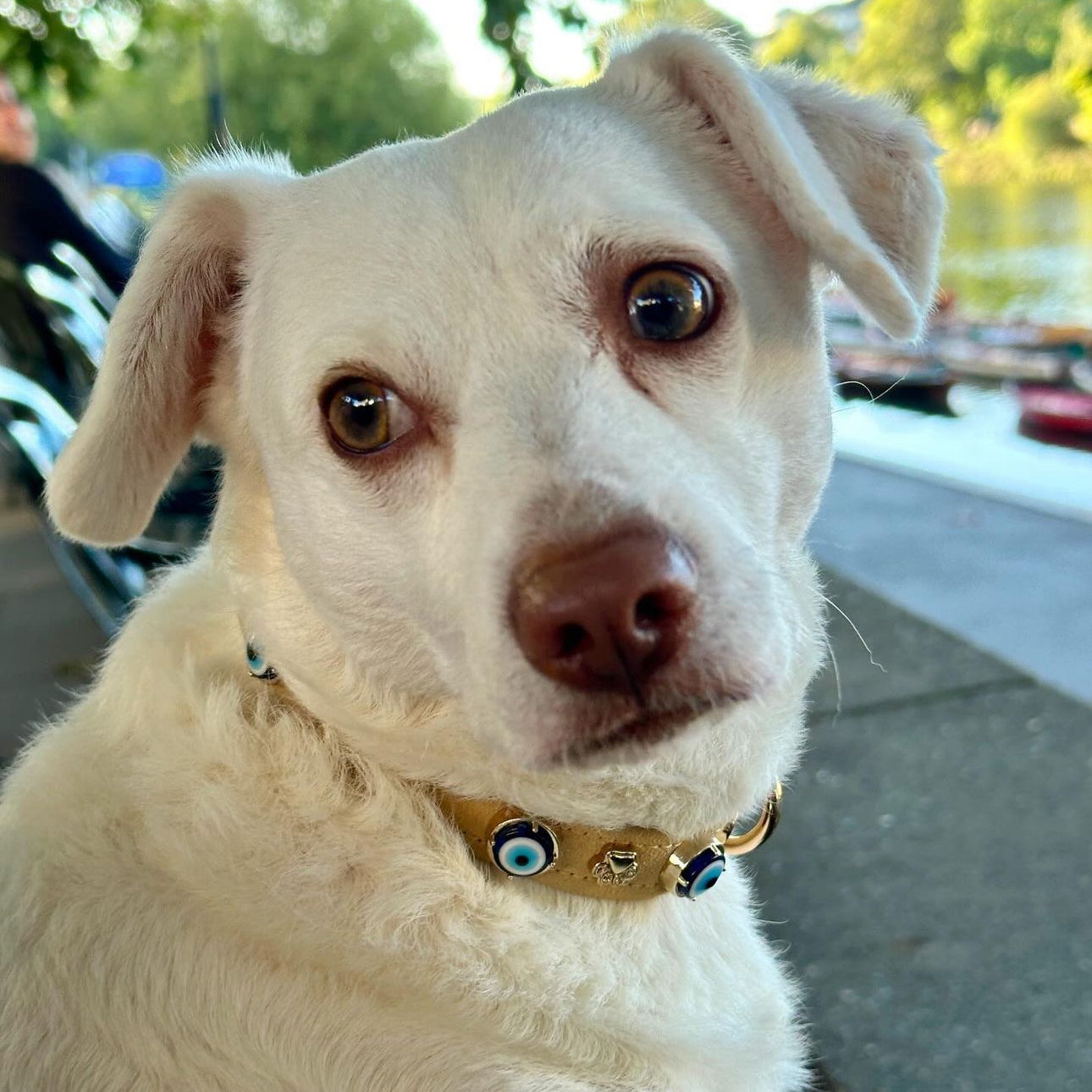 MAUVAIS Nazar Boncuklu Süet Köpek Tasması | Kum 🧿