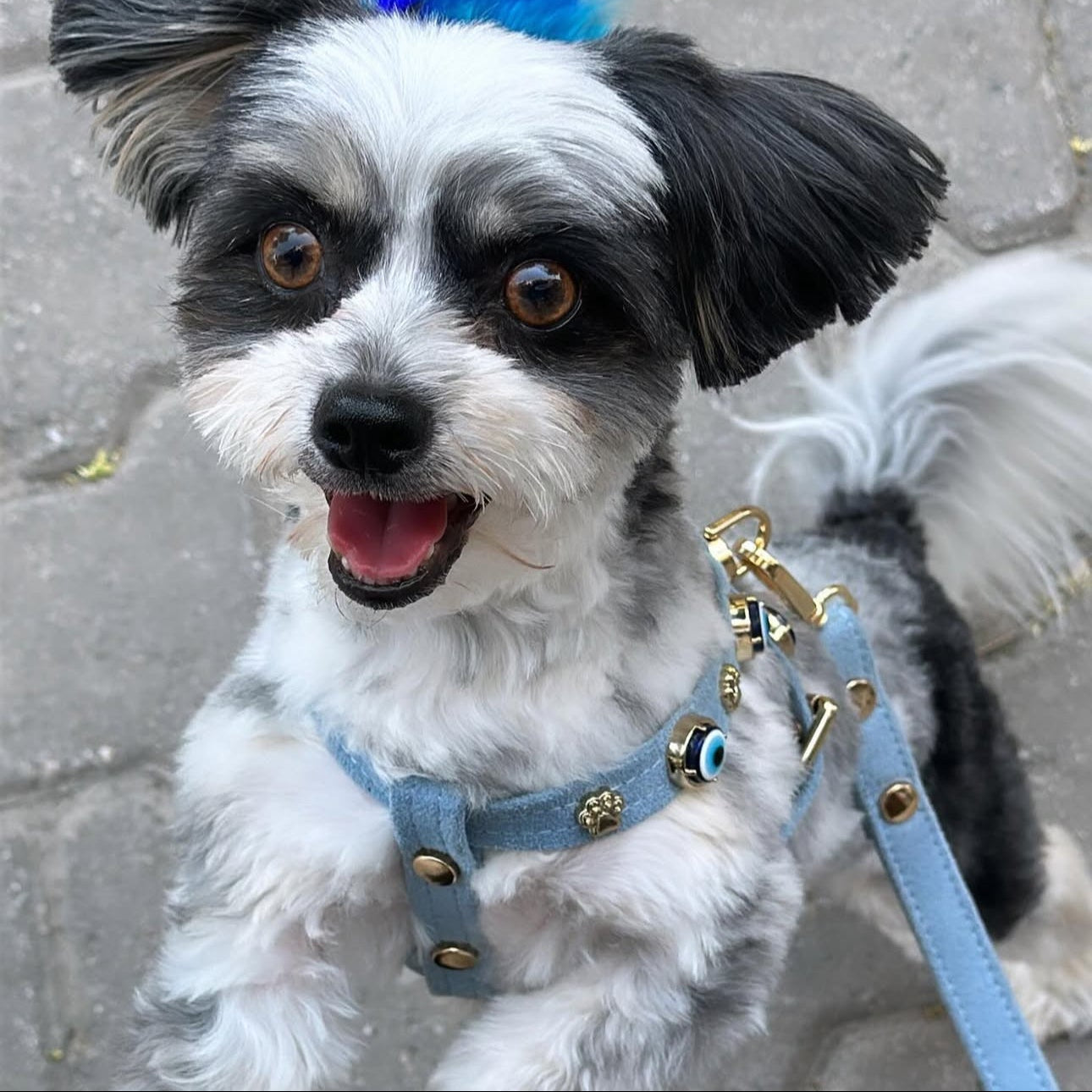 MAUVAIS Nazar Boncuklu Azure Süet Köpek Göğüs Tasması 🧿
