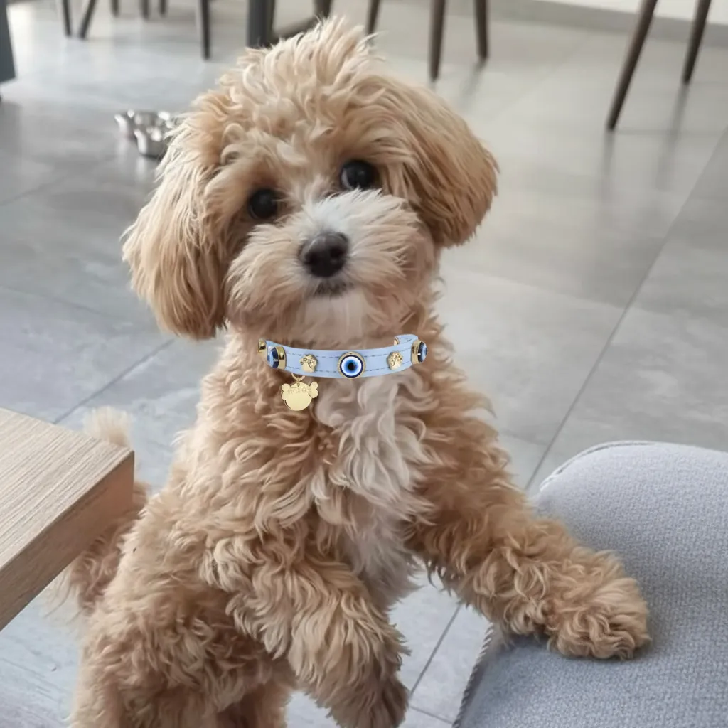 MAUVAIS Nazar Boncuklu Bebek Mavisi Köpek Tasması 🧿.