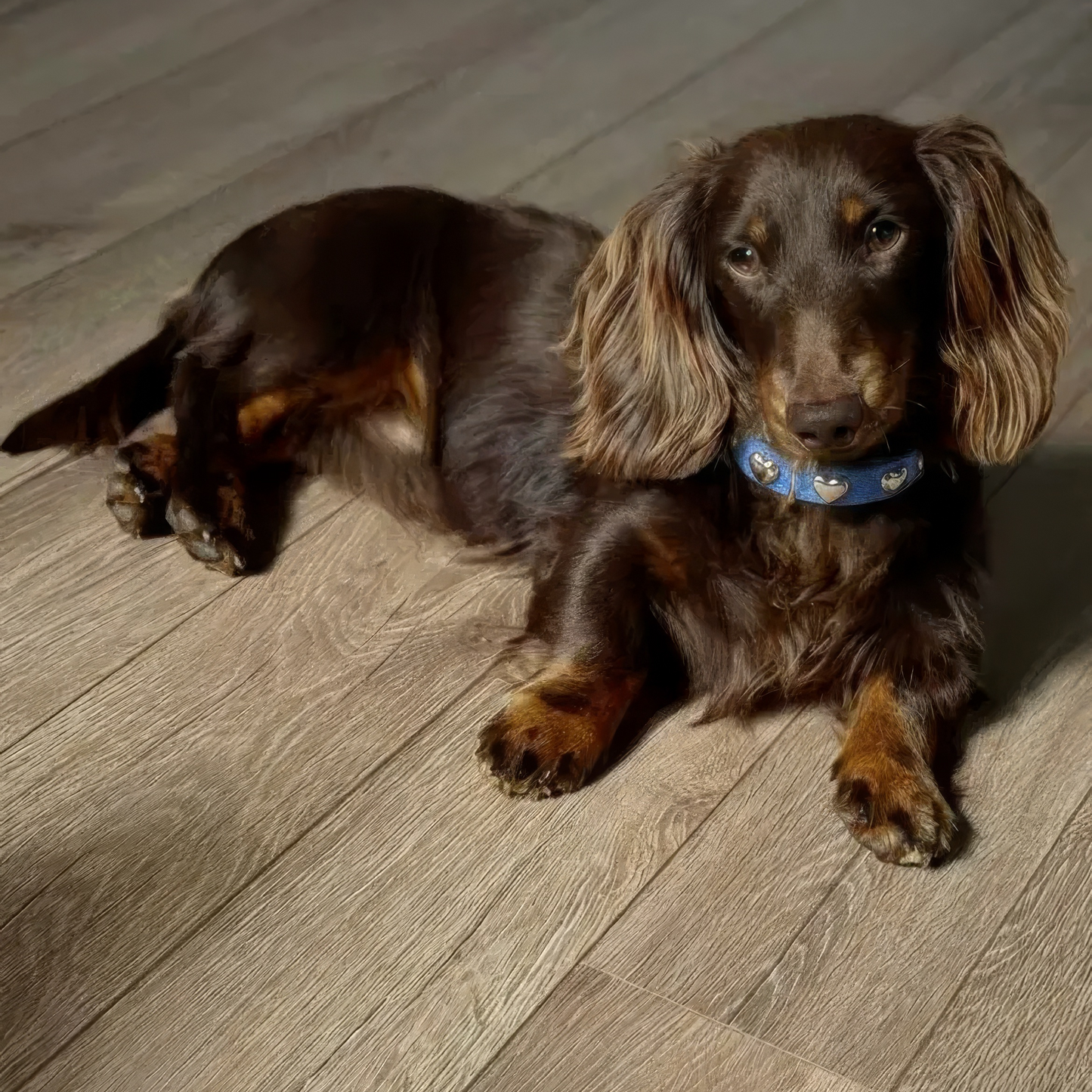 Lovefool Ice Blue Denim Köpek Tasması 🤍