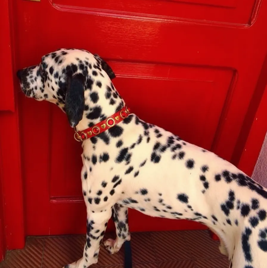 Scarlet Swarovski Köpek Tasması 💎