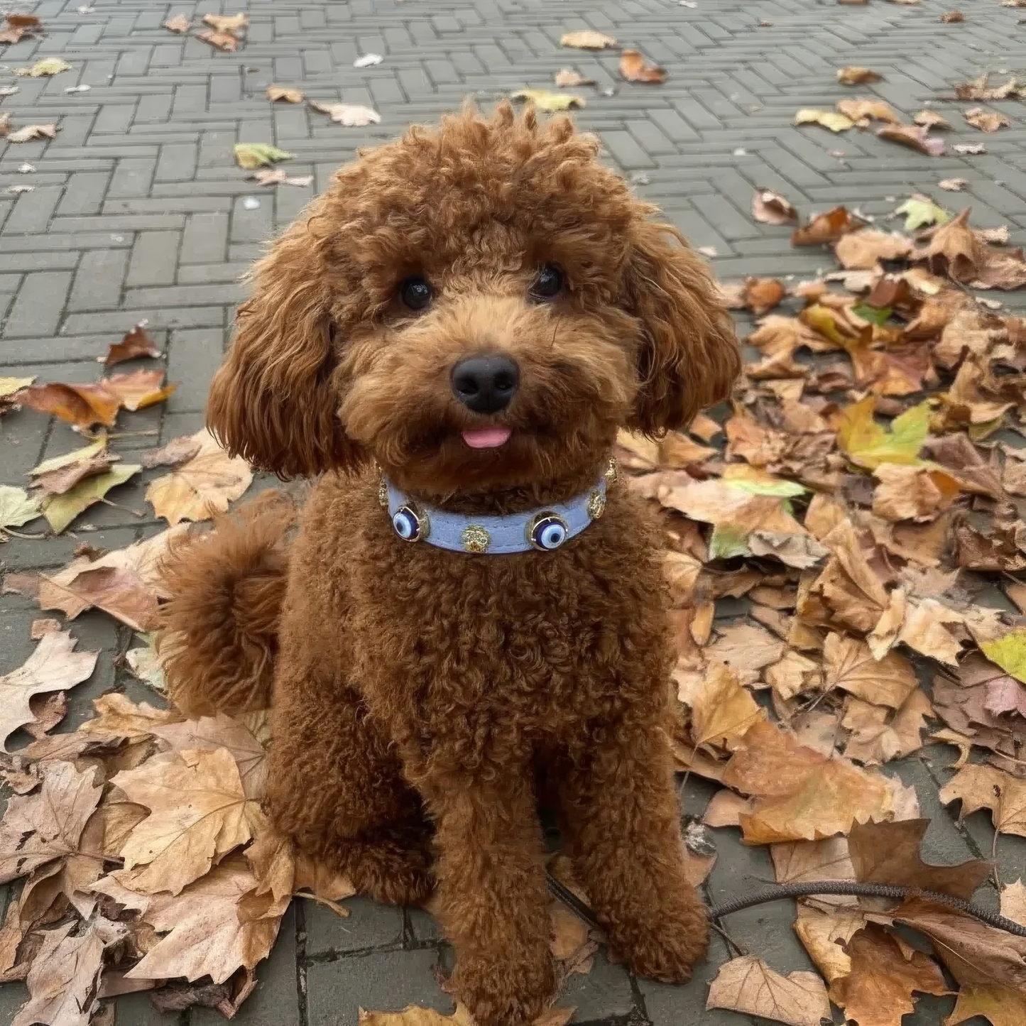 Süet Nazar Boncuklu Köpek Boyun Tasması | Azure 🧿