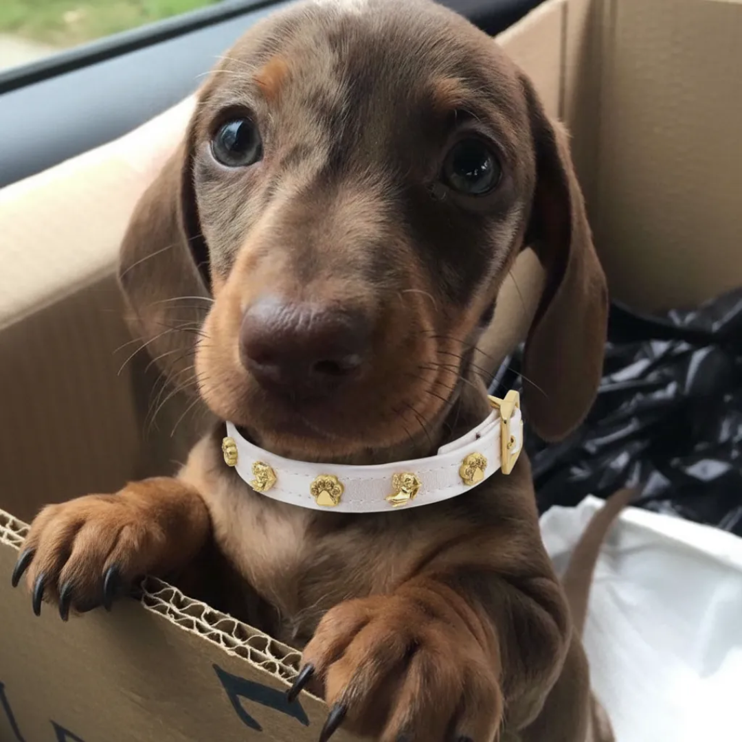 Monamour Angel Köpek Tasması 🏹 | Cream