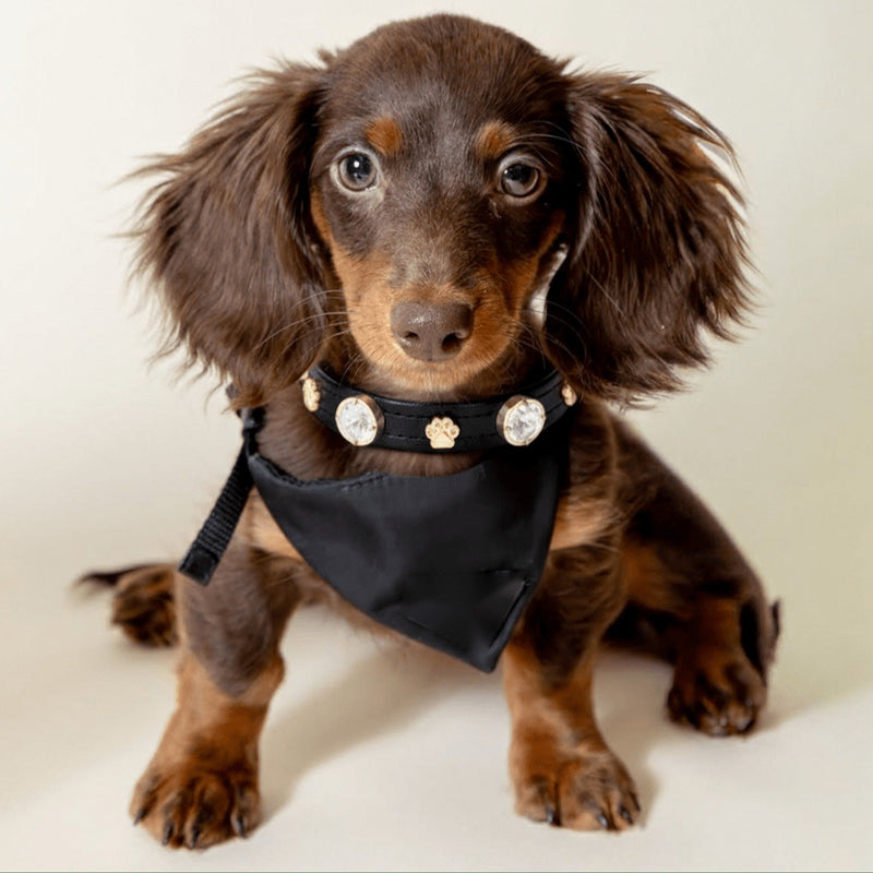 Swarovski Koleksiyonu, Alice Swarovski köpek tasması
