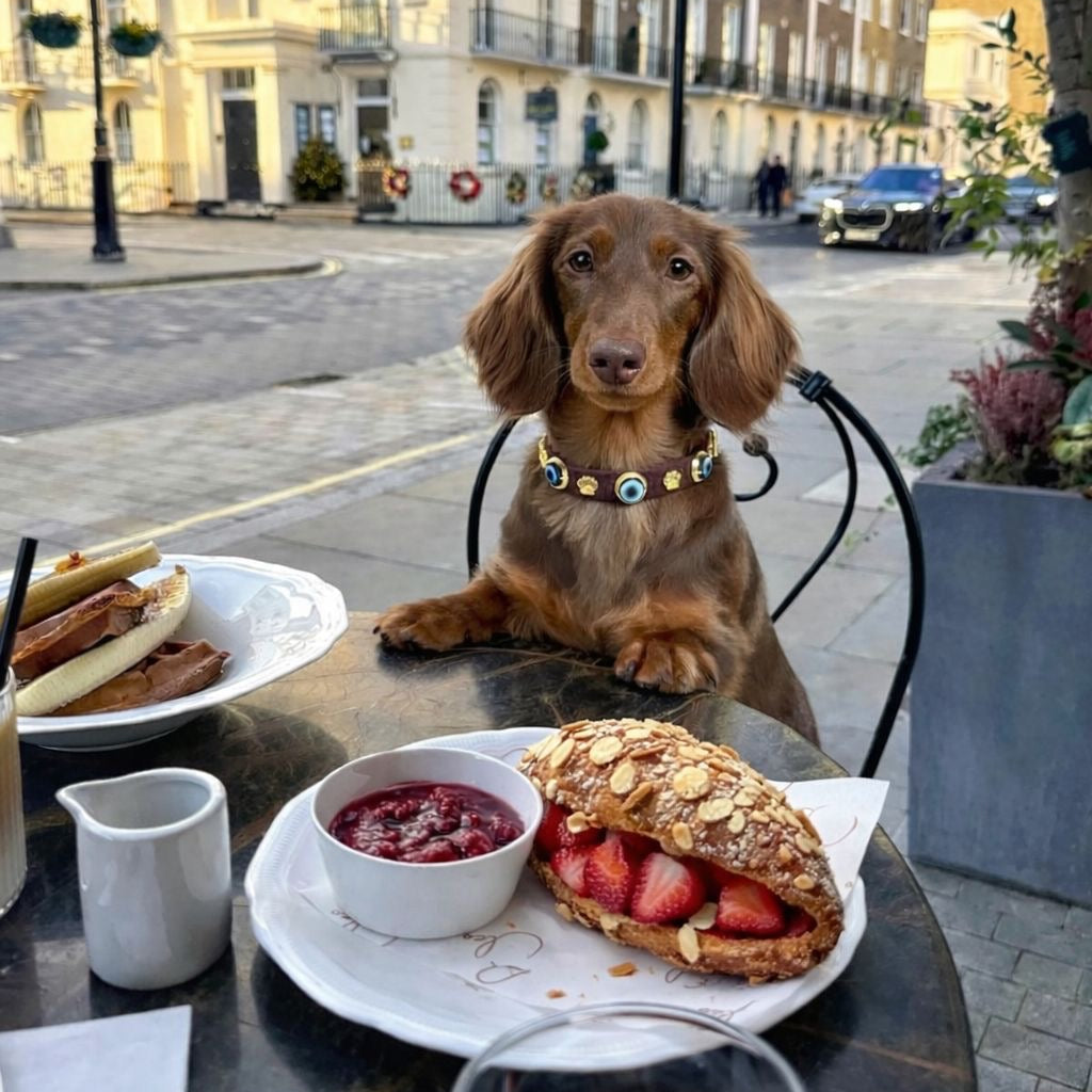 Süet Nazar Boncuklu Köpek Boyun  Tasması | Bitter 🧿.