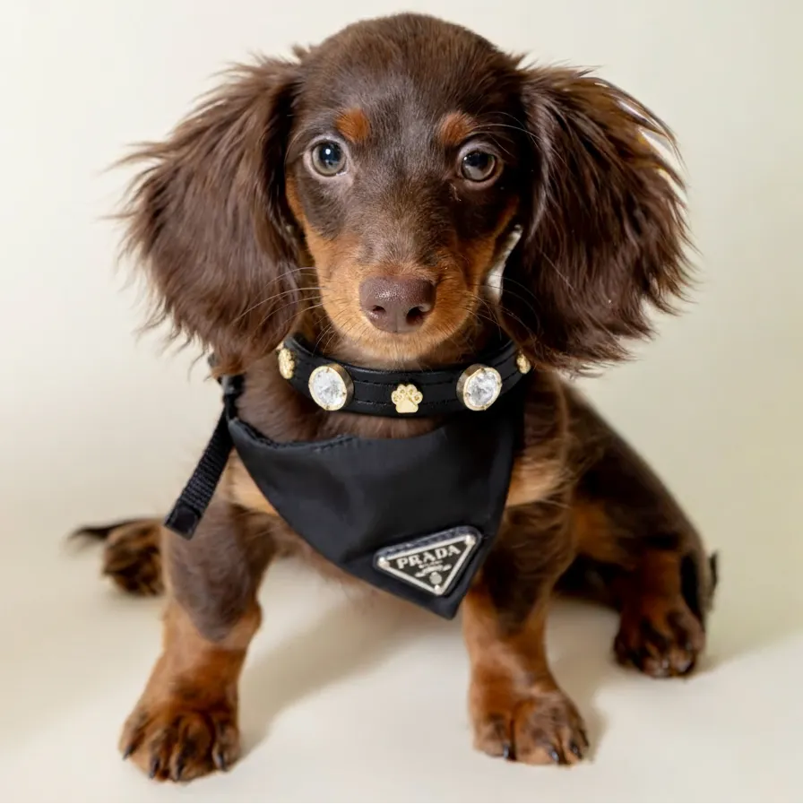 Alex Swarovski Köpek Tasması 💎