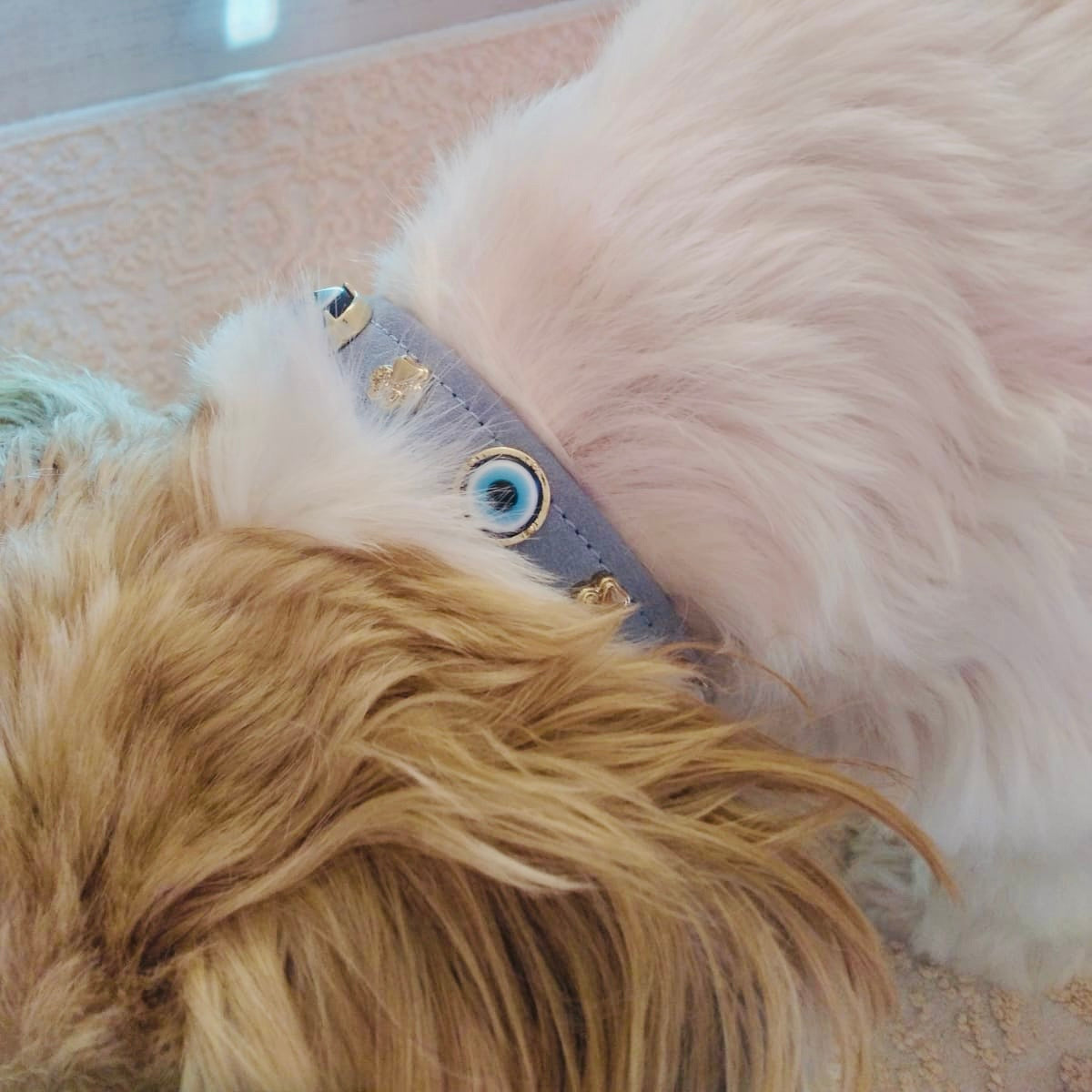 MAUVAIS Nazar Boncuklu Süet Köpek Tasması | Mavi 🧿