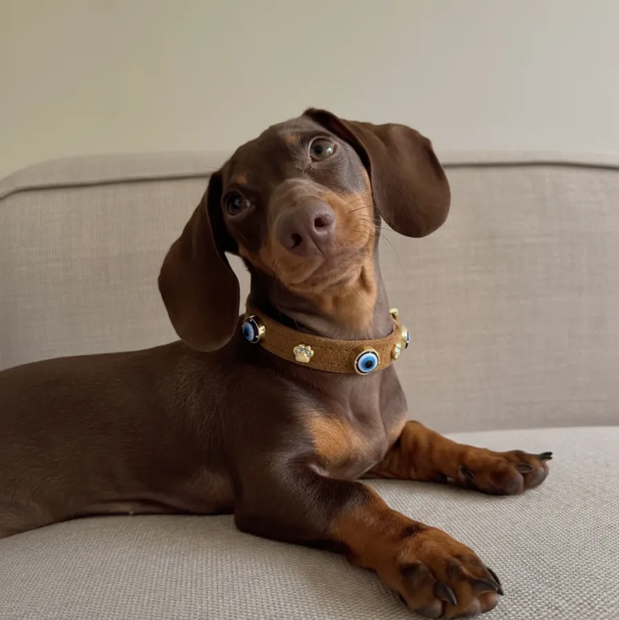 Süet Nazar Boncuklu Köpek Boyun Tasması 🧿 | Tarçın