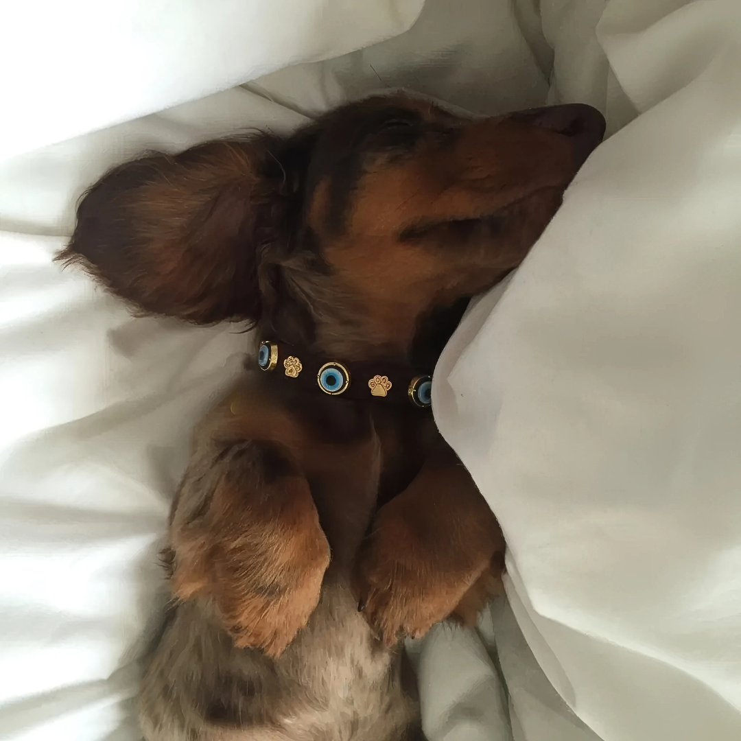 Nazarlıklı Boyun Tasması | Bitter 🍫