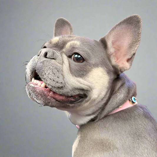 MAUVAIS Nazar Boncuklu Süet Köpek Tasması | Pembe 🧿