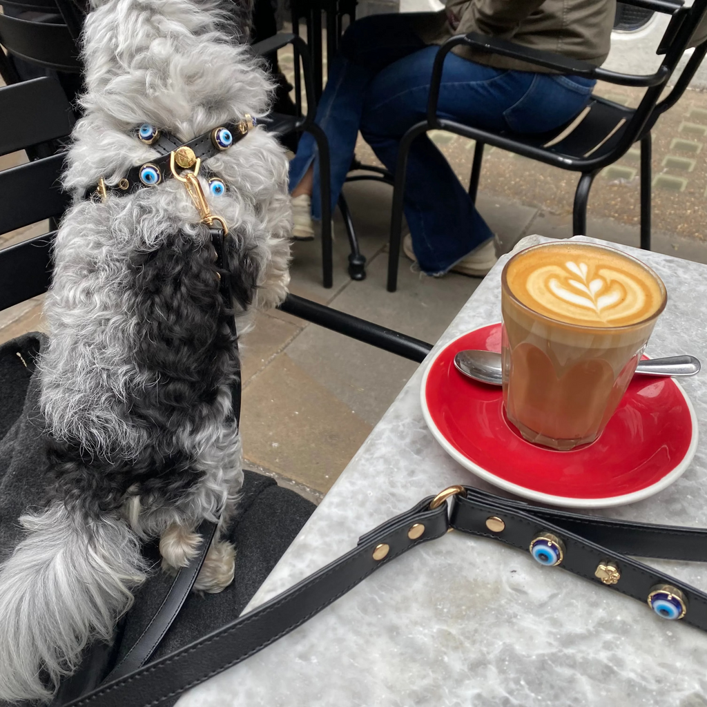 Nazarlıklı Vegan Deri Kayış Siyah, köpekle