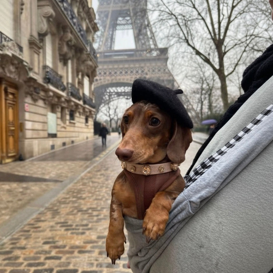 Kate Swarovski Köpek Tasması  💎