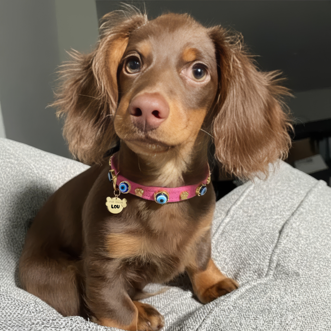 Süet Nazar Boncuklu Köpek Boyun Tasması | Fuşya 🧿