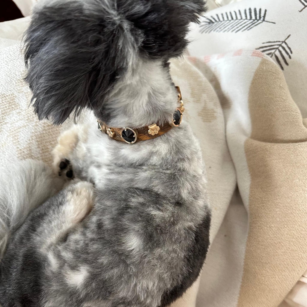 Leopard Swarovski Köpek Tasması  🐆