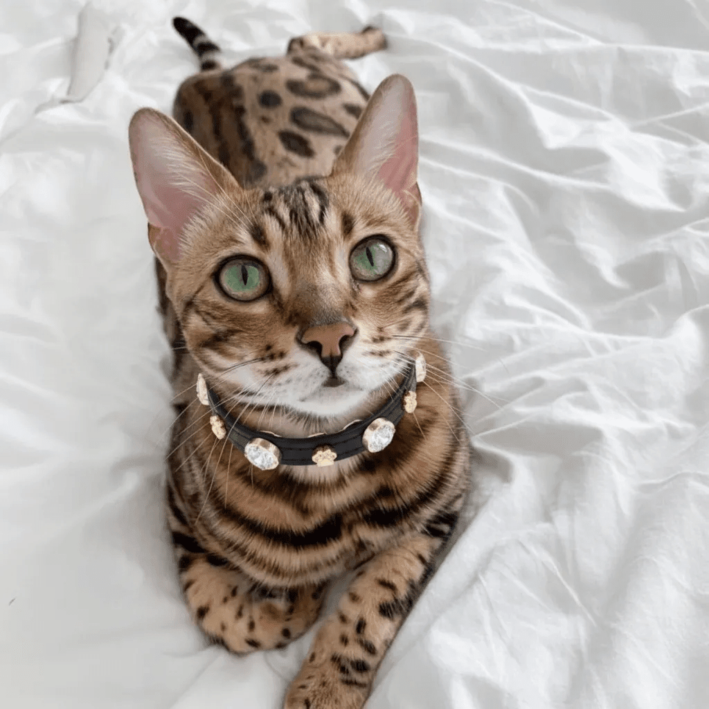Alex Swarovski Kedi Tasması - Mon A Paw