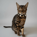 Alex Swarovski Kedi Tasması - Mon A Paw