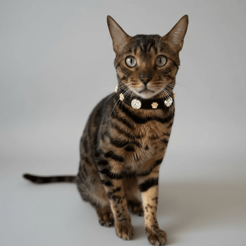Alex Swarovski Kedi Tasması - Mon A Paw