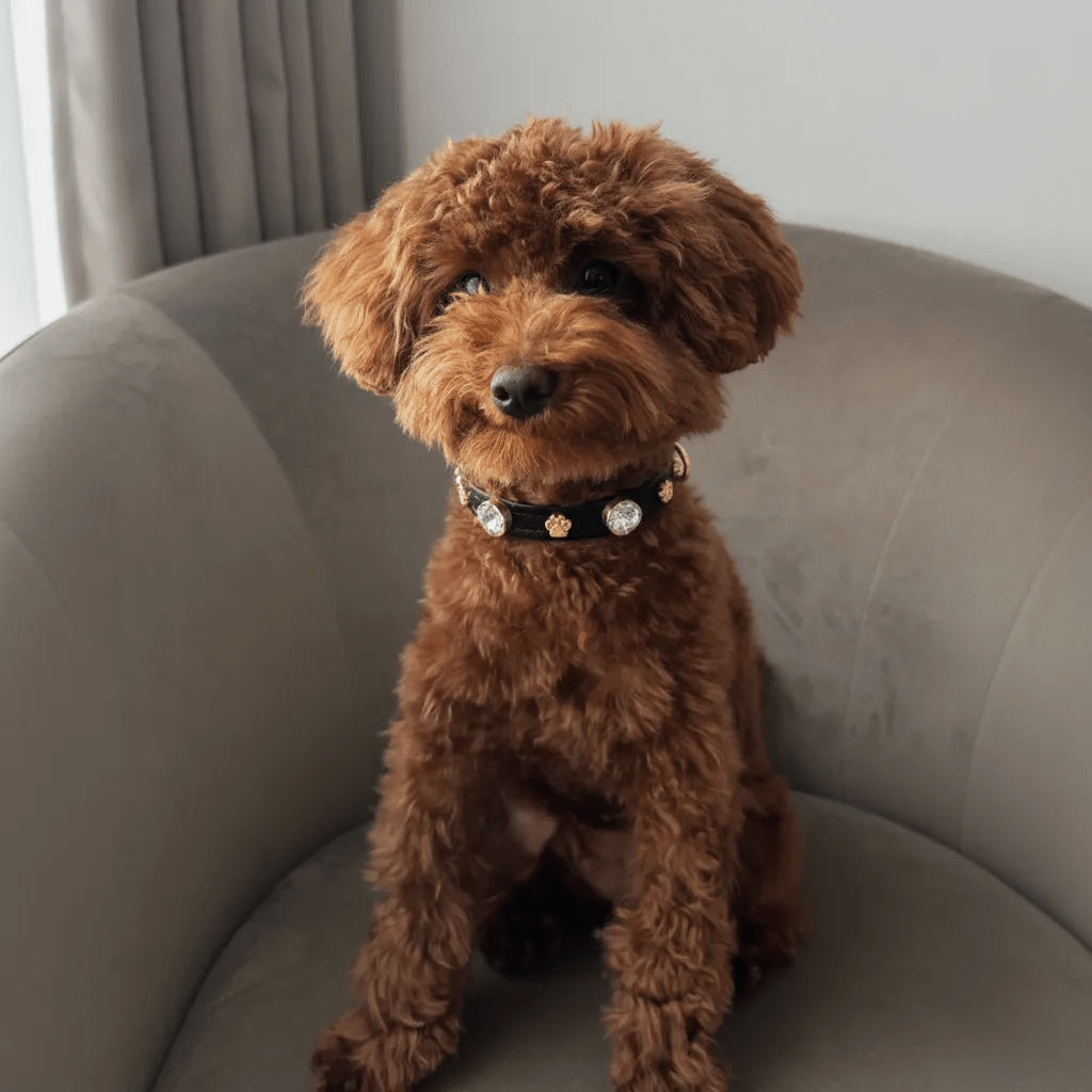 Alex Swarovski Köpek Tasması 💎 - Mon A PawKöpek Tasması