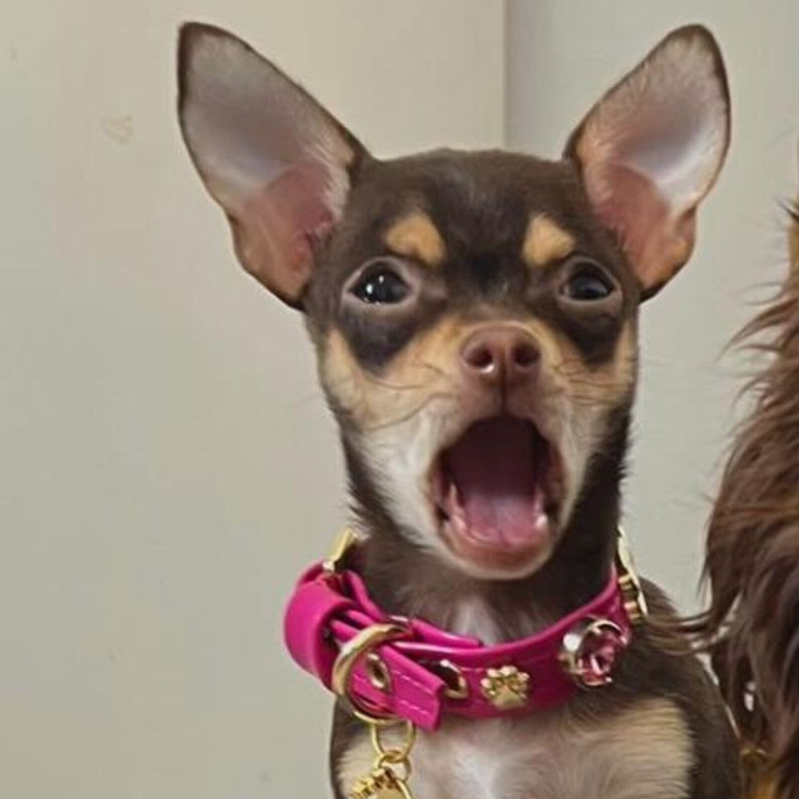 Alice Swarovski Köpek Tasması 💎 - Mon A PawKöpek Tasması