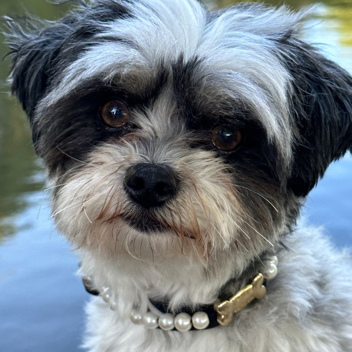 Diana İncili Köpek Tasması Siyah köpek üzerinde - Mon A Paw