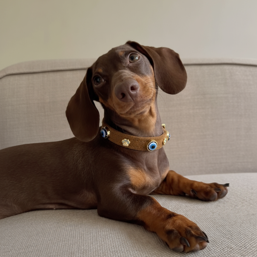 Nazarlıklı Boyun Tasması | Tarçın 🥮