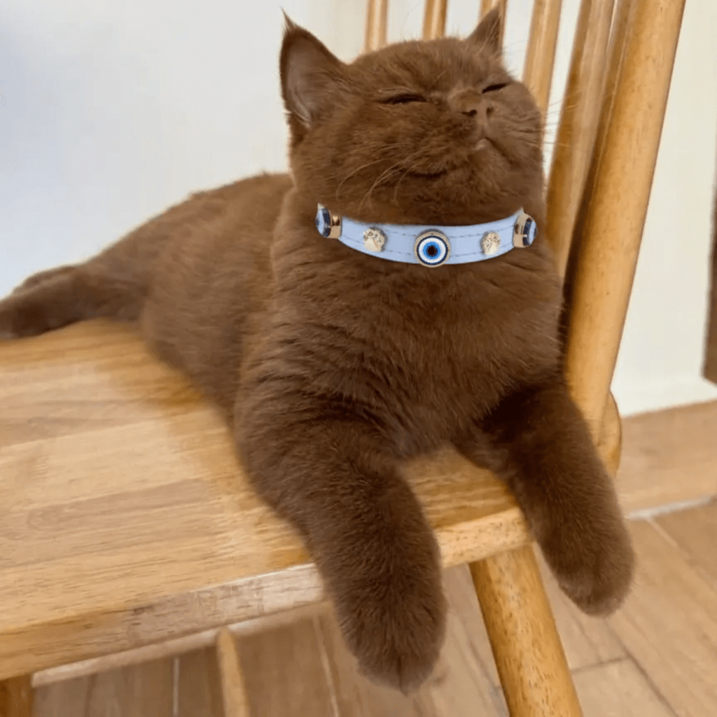 Nazarlıklı Kedi Tasması | Bebe Mavi - Mon A Paw
