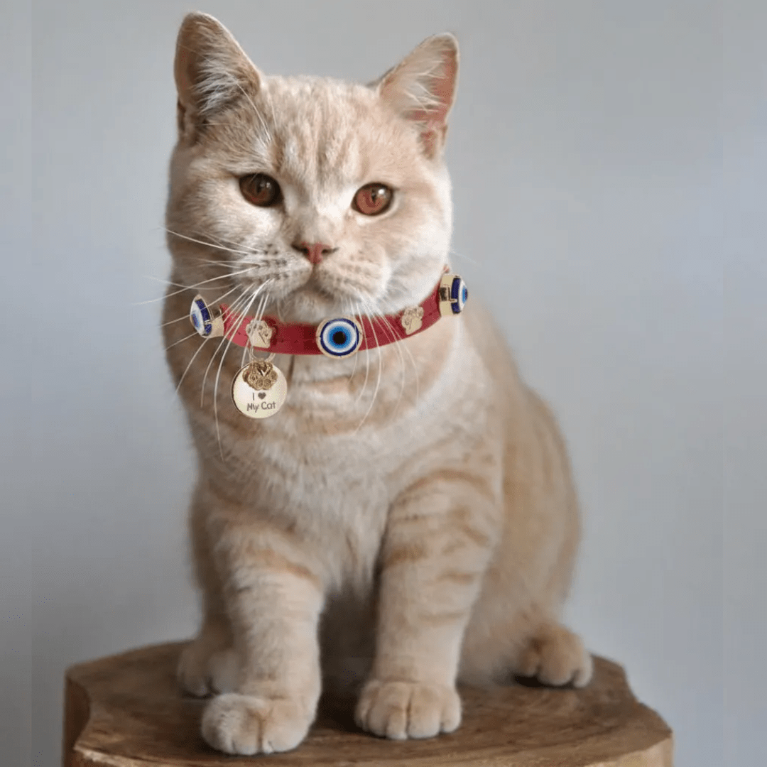 Nazarlıklı Kedi Tasması | Kırmızı - Mon A Paw