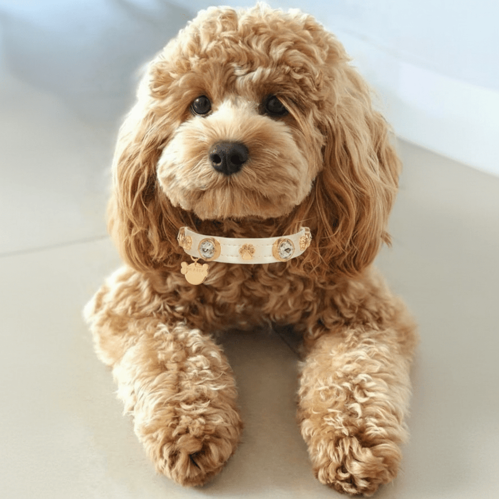 Lily Swarovski Köpek Tasması 💎 - Mon A PawKöpek Tasması