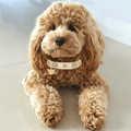 Lily Swarovski Köpek Tasması 💎 - Mon A PawKöpek Tasması