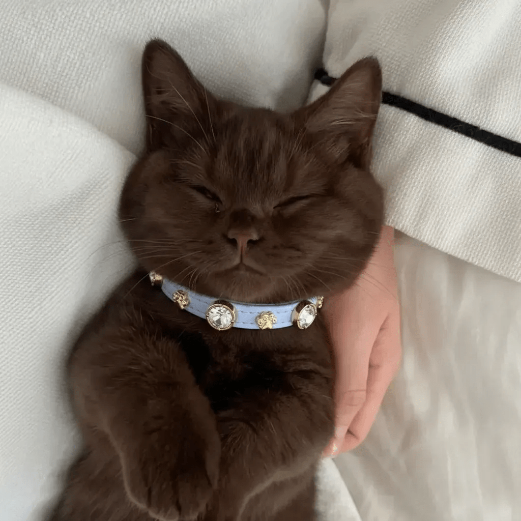 Louis Swarovski Kedi Tasması - Mon A Paw
