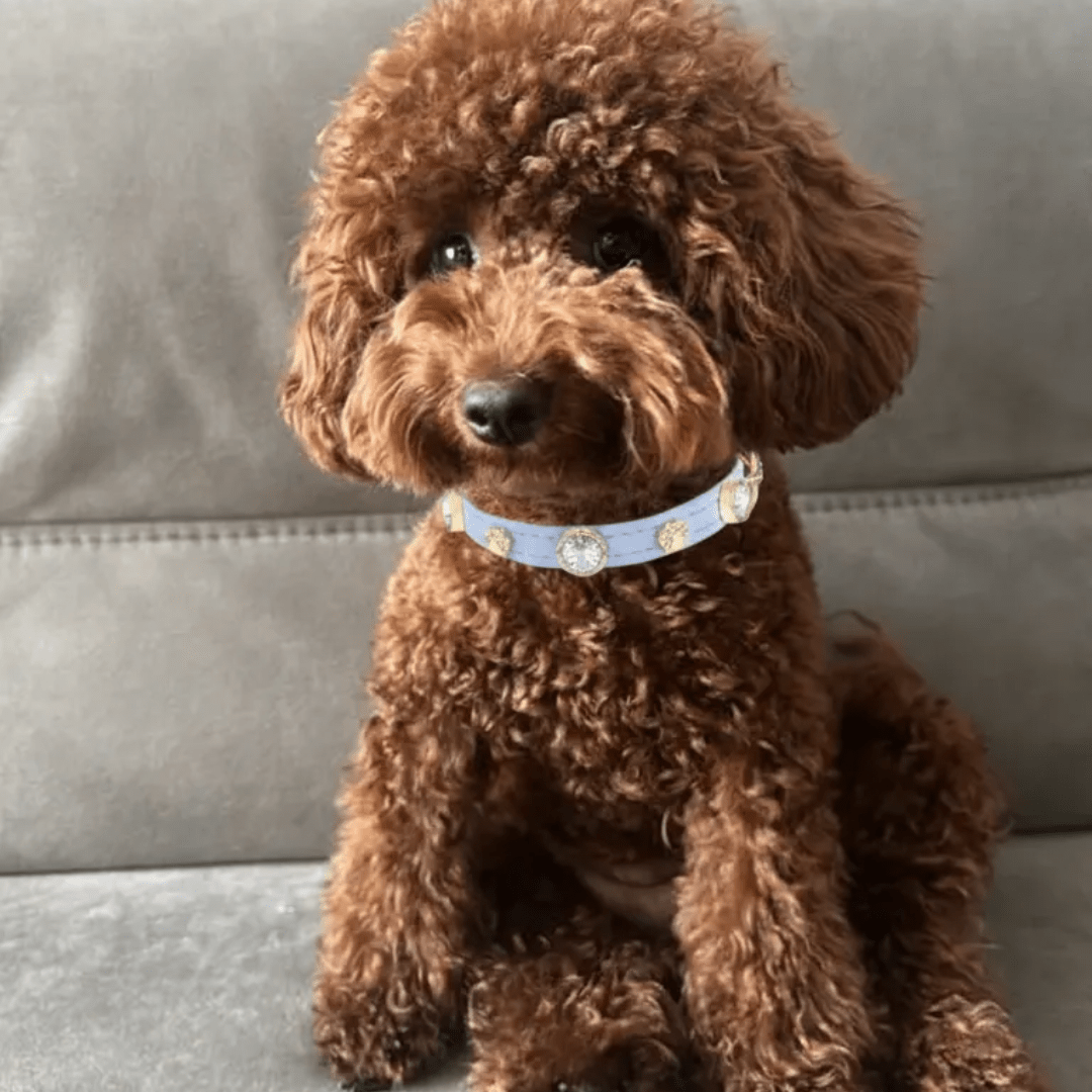 Louis Swarovski Köpek Tasması 💎 - Mon A PawKöpek Tasması