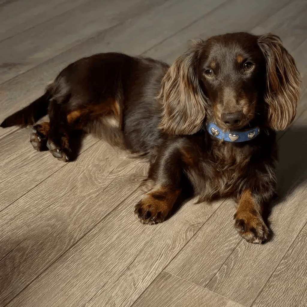 Lovefool Ice Blue Denim Köpek Tasması 🤍 - Mon A PawKöpek Boyun Tasması